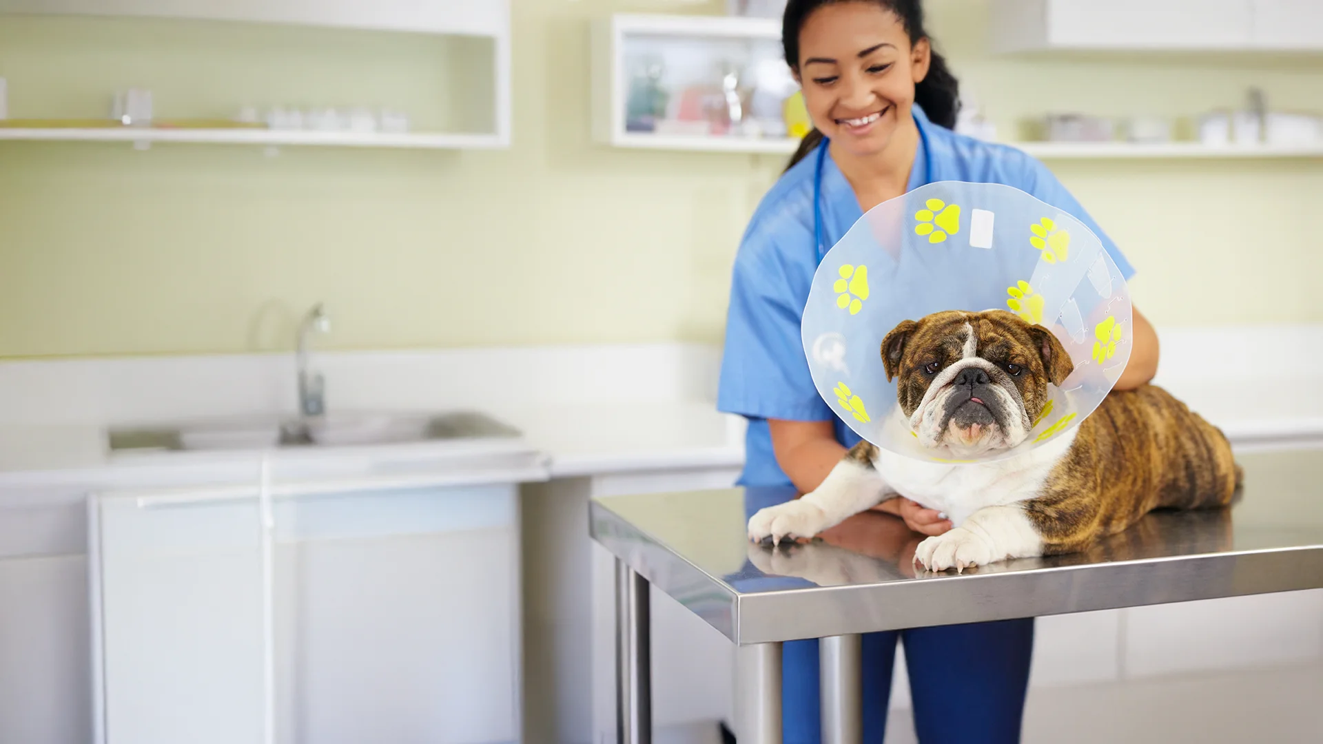 Bulldog with a recovery cone featuring yellow paw prints lying on a veterinary exam table with a vet beside it.