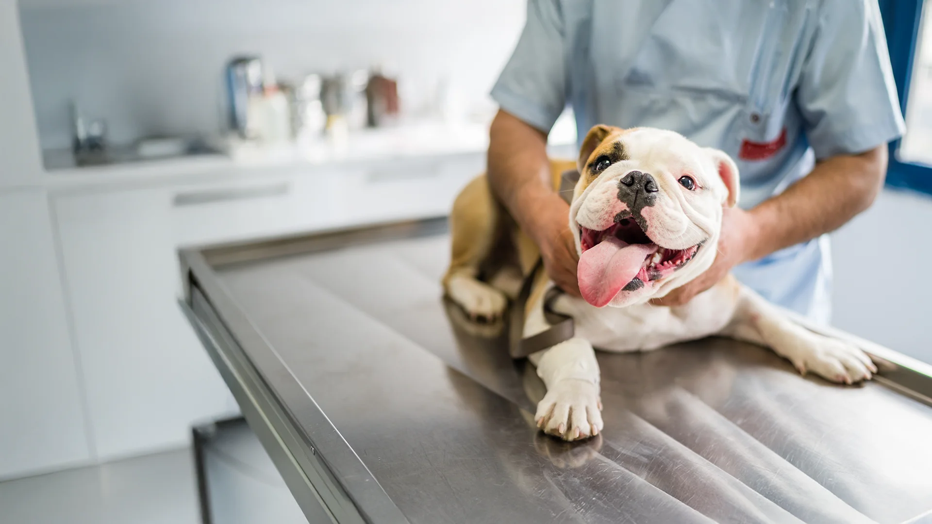 Smiling bulldog lying on an exam table during a veterinary checkup.