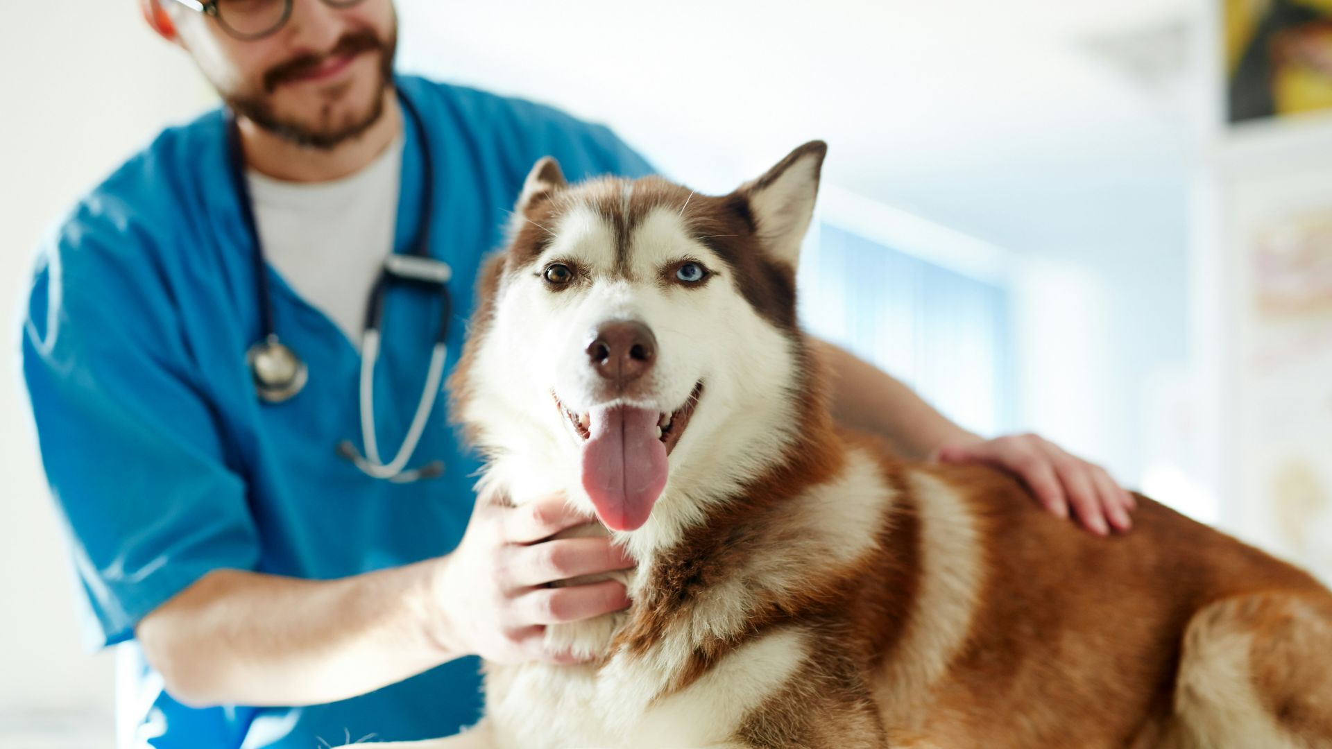 smiling dog at vet
