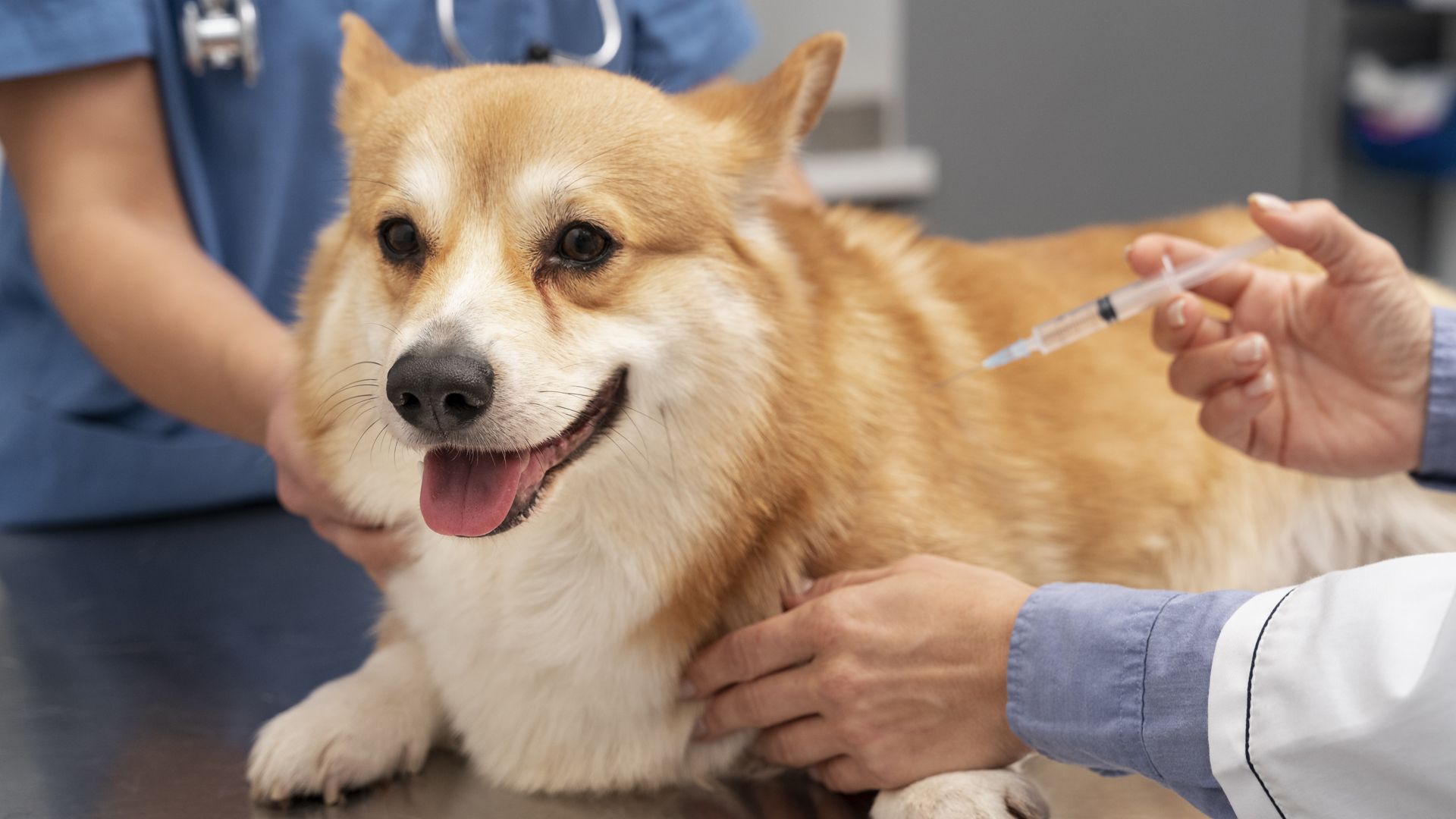 corgi receiving vaccine from vet