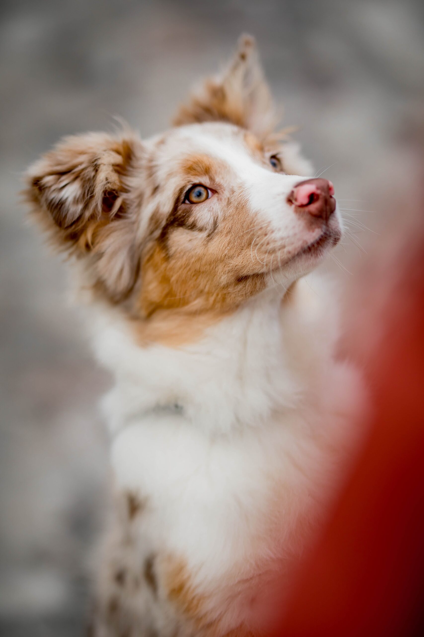 Dog and cat receiving veterinary care