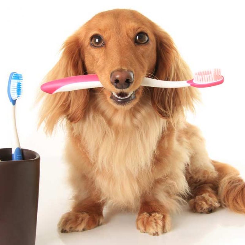 dog-toothbrush-fb